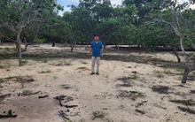 Khởi tố vụ án làm giả hồ sơ tài liệu để chiếm đoạt 2,7 ha đất tại Mũi Né