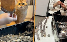 Phẫn nộ vì dịch vụ chung cư kém, cư dân trả phí quản lý bằng 6.000 đồng xu