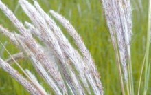 Cỏ dại mọc hoang khắp Việt Nam, đào rễ lên phát hiện cả “kho tiền”