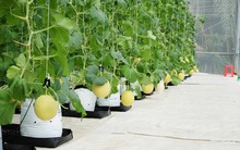 Việt Nam được kỳ vọng Top 1 nông nghiệp bền vững toàn ASEAN, dân cơ khí, mỏ than... khởi nghiệp làm nông kiếm hàng chục tỷ