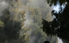 Thảm hoạ phấn hoa ở Bắc Kinh (Trung Quốc)