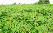 Nông sản từng xuất khẩu hơn 1 tỷ USD của Việt Nam rớt giá thấp nhất 10 năm, chưa đến 2.000 đồng/kg