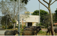 Cơn "sốt đất" đã lan đến Nhơn Trạch, Đồng Nai?