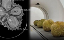 Bị Trung Quốc từ chối nhập khẩu, sợ Việt Nam truất ngôi: Thái Lan tung 'chiêu độc' dùng máy X-quang quét từng trái sầu riêng, độ chính xác 95%, công suất 1.200 quả/giờ