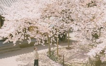 Ngắm bộ ảnh hoa anh đào Nhật Bản cực 'thơ' của nhiếp ảnh gia Việt