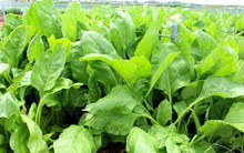 Báo Mỹ nhận xét đây là loại rau tốt nhất thế giới, Việt Nam trồng nhiều nơi, lãi gấp 3 lần rau khác