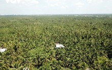 Một sản vật Việt Nam tăng giá gấp đôi: Trung Quốc, Thái Lan "cạnh tranh gay gắt" để thu mua