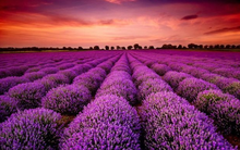 “Chơi lớn” trả cổ tức khủng 480%, doanh nghiệp có thị giá đắt nhất sàn HOSE liên tiếp kịch trần, lên sát đỉnh lịch sử