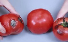 Ngược đời: 6 loại rau củ càng bảo quản lạnh càng nhanh hỏng, nhiều người mắc sai lầm!