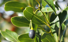 Một tỉnh Tây Bắc trồng 80.000 ha cây gia vị lâu đời nhất thế giới: Từ rễ đến lá đều hái ra tiền, Việt Nam thu hơn 800 tỷ đồng từ đầu năm