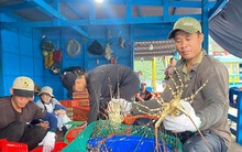 Lý do Trung Quốc thu mua rất nhiều tôm Việt Nam