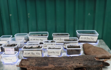 Tỉnh nhỏ nhất Việt Nam vừa khai quật báu vật lạ dài 16m, chuyên gia nhận định gì?