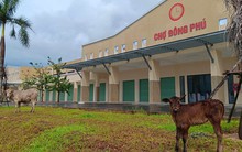 Thanh tra 5 dự án BĐS, Quảng Nam yêu cầu thu hồi 1,7 tỉ đồng