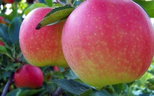 Choáng váng loại táo "đắt nhất hành tinh 500.000 đồng/quả, chỉ dành cho giới siêu giàu