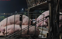 Giá heo hơi giảm sau chỉ đạo của Phó Thủ tướng