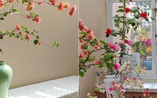 Cây hoa giấy chồng tôi trồng "thực sự đặc biệt", giống như một bức tranh, bất kỳ ai nhìn thấy cũng sẽ thốt lên "đẹp"