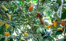 Thủ phủ nhót lớn nhất Hà Nội tất bật vào vụ