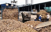 Giá sắn lao dốc mạnh nhất 10 năm qua