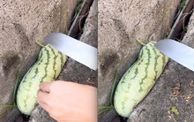 Quả dưa hấu "vặn vẹo" vì mắc kẹt trong khe tường nhưng khi nhìn người ta lấy ra thì ai cũng trầm trồ