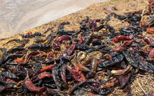 Vì sao người Lào thích mê món hàng này từ Việt Nam - 2 tháng nhập hơn 100 tấn, trị giá chục tỷ đồng?