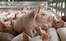 BaF lập 3 công ty vốn 760 tỷ, chuẩn bị xây trại "nuôi heo nhà tầng" đầu tiên tại Việt Nam quy mô 64.000 heo nái, 1,6 triệu heo thịt