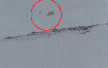 Video ghi lại khoảnh khắc kỳ diệu phải chờ 10 năm mới thấy, cảnh tượng giữa băng giá khiến ai cũng lặng người