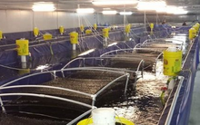 Một loại 'siêu thực phẩm' của Việt Nam vừa mang về nửa tỷ USD trong 2 tháng đầu năm: Ấn Độ, Ecuador tăng mạnh nhập khẩu, nước ta là ông trùm đứng thứ 2 thế giới