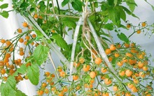 Sau khi uống hết ly trà sữa, cô gái làm 1 điều khiến cả cõi mạng thừa nhận: Đỉnh nóc!