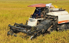 Giá lúa giảm nhưng nông dân vẫn có lời