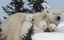 Thước phim đầu tiên trong lịch sử ghi lại cảnh gấu Bắc Cực dắt con rời hang ngủ đông: Trông rất đáng yêu, nhưng các nhà khoa học cho biết đó là một điềm báo chẳng lành