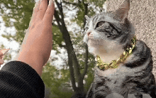 Hàng nghìn người đổ về ngôi chùa này dịp cuối tuần để được đập tay với mèo