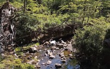 Loài vật quý hiếm bậc nhất thế giới, tuyệt tích hơn 120 năm bất ngờ "tái xuất"