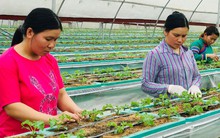 Báo Úc đánh giá đây là loại rau tốt nhất mọi thời đại: Người Việt trồng nhiều nơi, lãi trăm triệu/ha