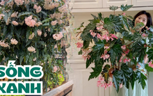 Loại cây có tên giống 1 loại cá, những người hay gặp may thường trồng trong nhà