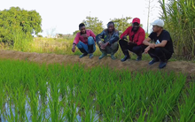 Bí thư huyện về thăm trang trại của team Quang Linh châu Phi, 'đứng hình' khi nhìn thấy cây lúa của Việt Nam, hứa hẹn 1 điều khiến người dân xúc động