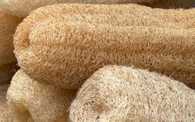 Ai cũng nên phơi khô thứ quả này rồi cất trong nhà: Khi cần mang ra dùng có thể trị nhanh gọn nhiều bệnh mà không cần thuốc