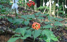 ‘Quốc bảo' chỉ Việt Nam mới có: Đắt đỏ, quý hiếm bậc nhất thế giới, nhắm giấc mơ tỷ đô