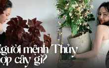 Ở nhà chung cư hay biệt thự, chỉ cần là mệnh Thủy thì 3 loại cây này đều nên có