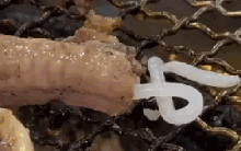 66 triệu người sốc nặng khi thấy sinh vật màu trắng đục trồi ra từ món nướng đường phố