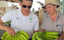 Không xuất sang Mỹ, 'siêu thực phẩm' của Việt Nam vẫn thu nghìn tỷ nhờ Trung Quốc: Thuế nhập khẩu 0%, bầu Đức trúng đậm khi giá tăng dựng đứng