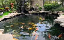 Đàn cá Koi trị giá 2,4 tỷ đồng bất ngờ trúng độc chết, người đàn ông kiện hàng xóm, tòa phán quyết: 1 bên phải đền bù toàn bộ