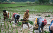 Ấn Độ, Indonesia ‘phả hơi nóng’ lên thị trường gạo: Giá gạo Thái Lan xuống mức thấp nhất 11 năm, Việt Nam cũng bị ảnh hưởng