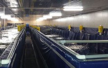 Mỹ là khách hàng lớn nhất của 230 DN Việt Nam ở mặt hàng 'đặc sản' này, giá đang tăng cao nhất năm qua