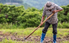 Người nhận chuyển nhượng đất nông nghiệp nhưng không sản xuất nông nghiệp, có được gia hạn sử dụng đất?