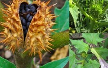 Cây lạ mọc “sầu riêng tí hon”, tên nghe rùng rợn nhưng hái bán là ra tiền