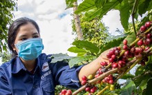 Giá cà phê, hồ tiêu tăng vọt sau chuỗi ngày 'rơi thẳng đứng'