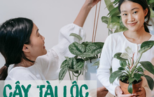 5 loại cây phong thủy giúp phụ nữ "mở lối tài lộc" khi làm kinh doanh tại gia