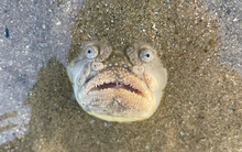 Bức ảnh hơn 55 triệu lượt xem: "Lần đầu thấy nó xuất hiện ở khu vực này"