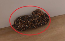 Tưởng khăn quàng bị rơi, người phụ nữ "hoảng hồn" khi biết sự thật phía sau