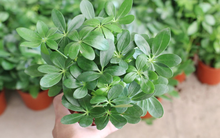 Loại cây mọc hoang ở Việt Nam được săn đón: Vừa đẹp, vừa “nuốt” bụi mịn, lọc sạch không khí trong nhà